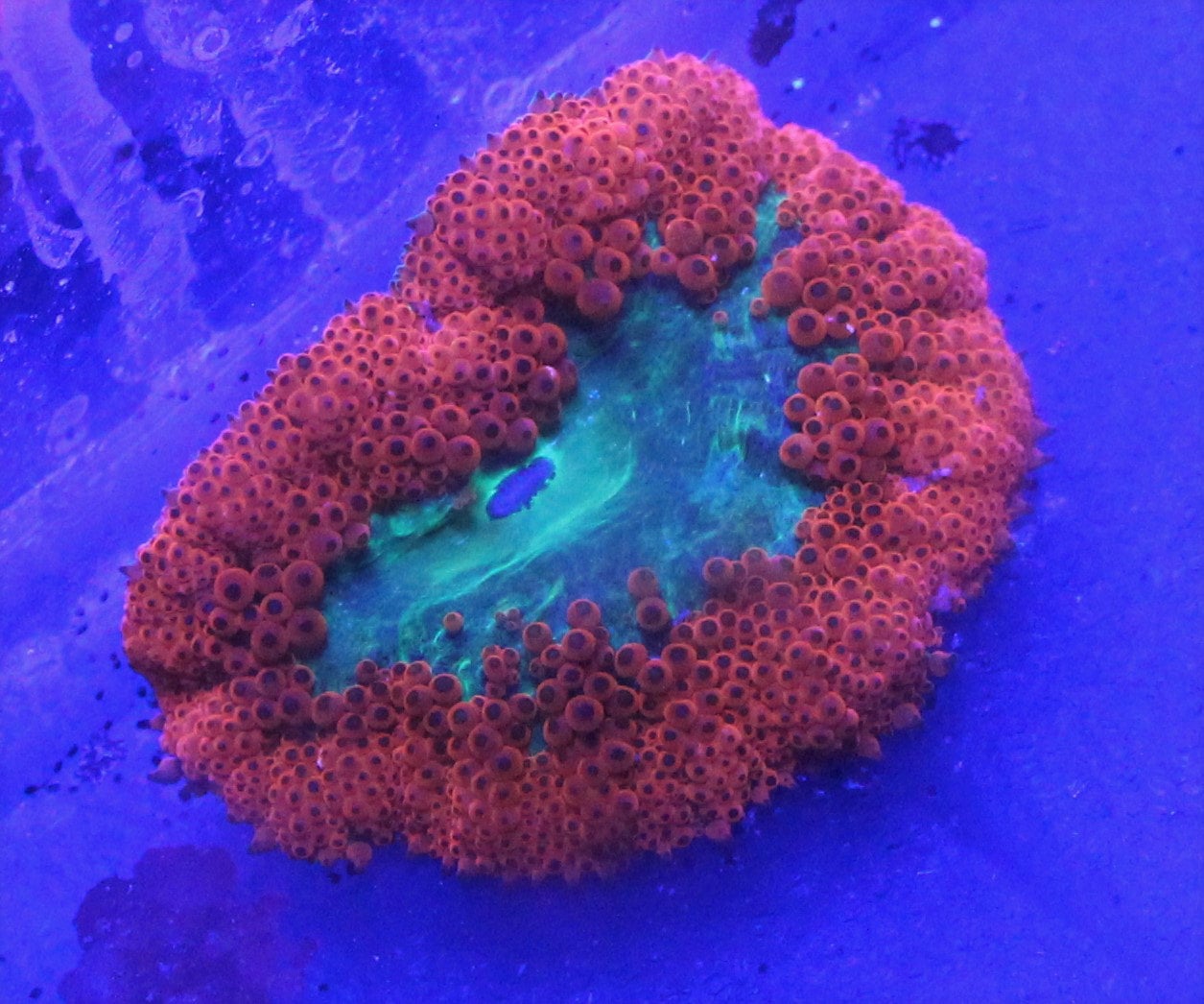 Mini Maxi Red Carpet Anemone Triggreef Corals