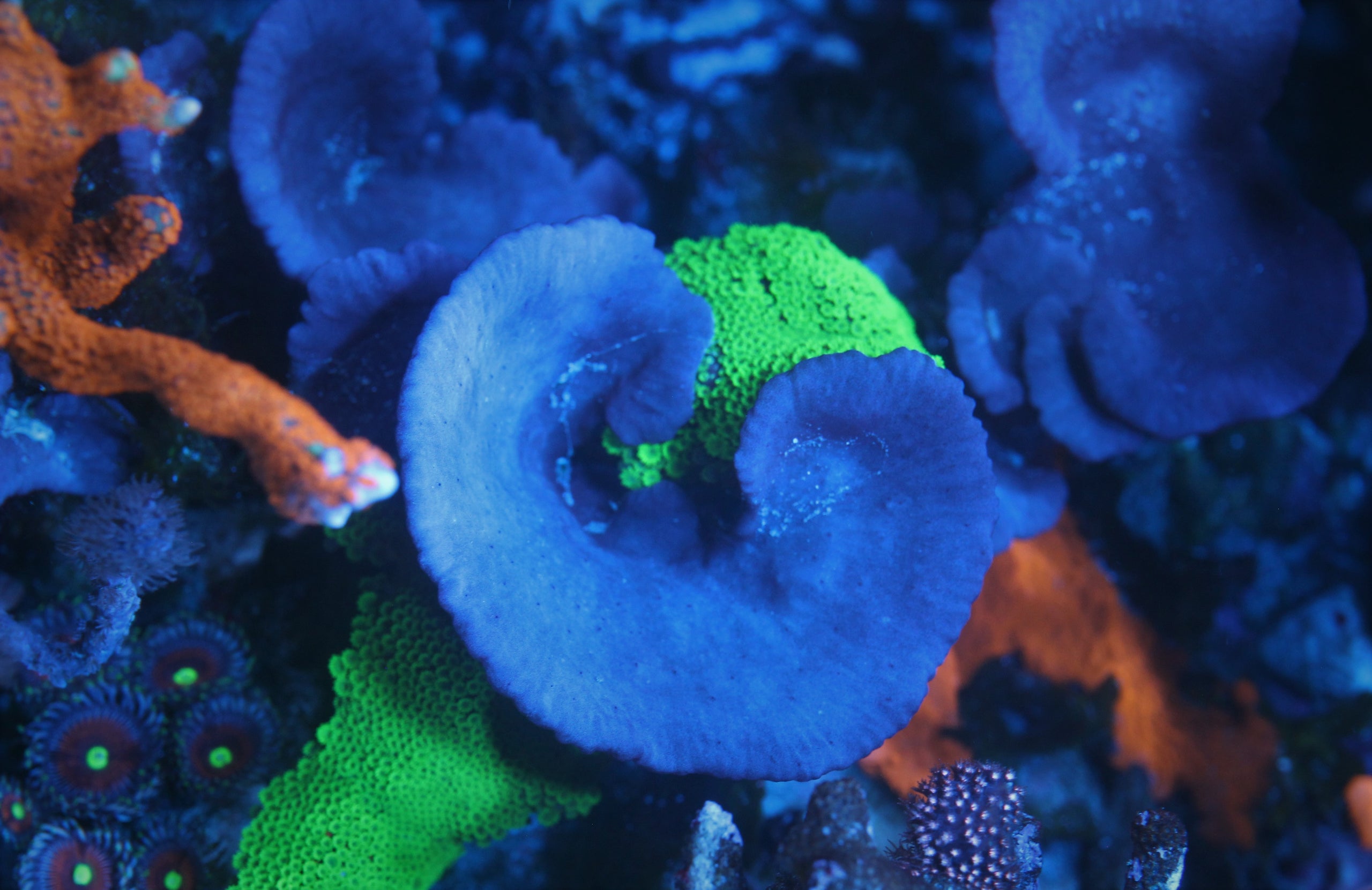 Blue plating discount